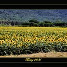 TUSCANY (colors)