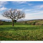 Tuscany Land