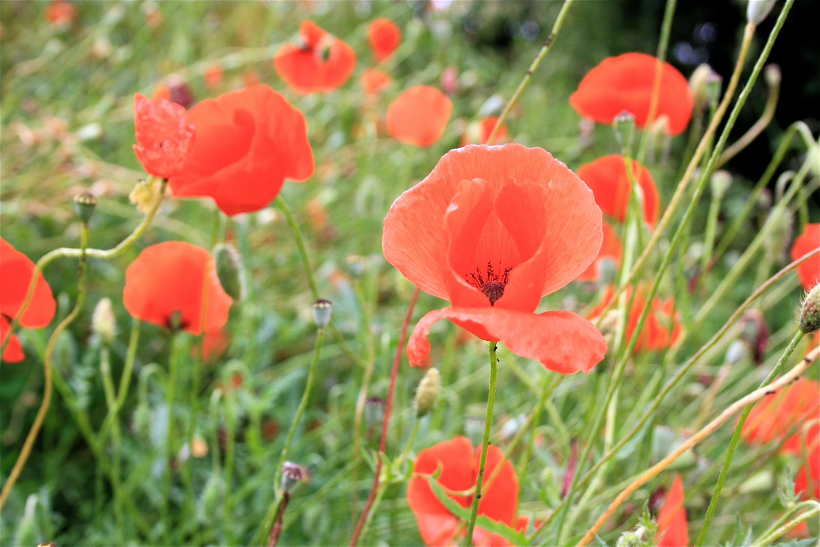 tuscany mohn