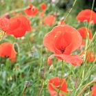 tuscany mohn