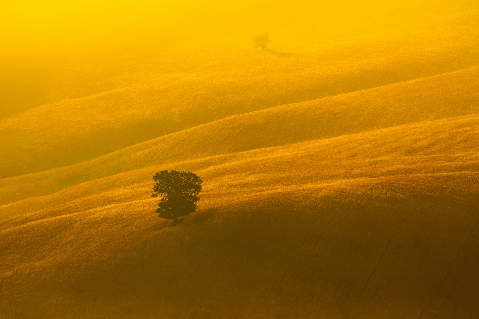 Tuscany tree