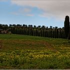 Tuscany V