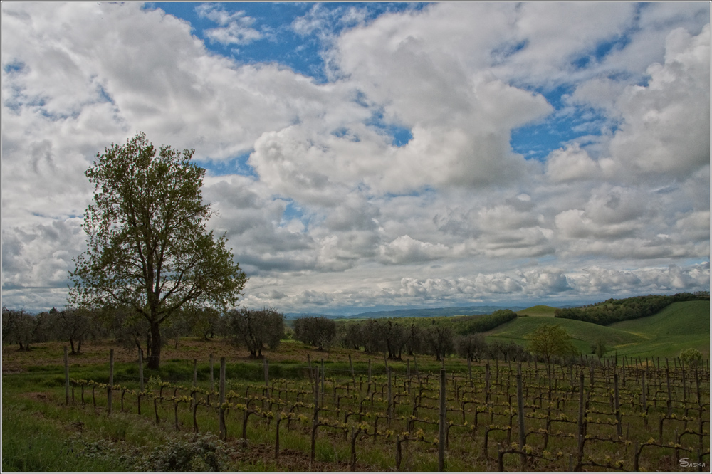 Tuscany VI