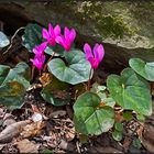 Tuscany | wild European Cyclamen |