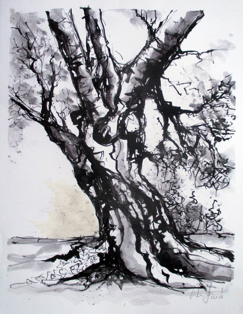 Tusche-Zeichnung_alte Weide.... (1) Foto & Bild | grafik, bäume, holz