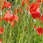 Tuschelnder Klatschmohn