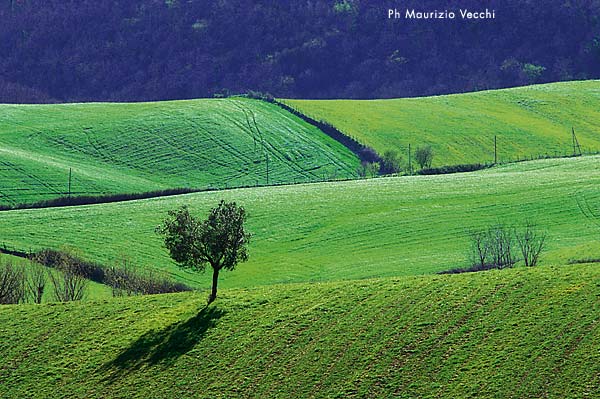 Tuscia