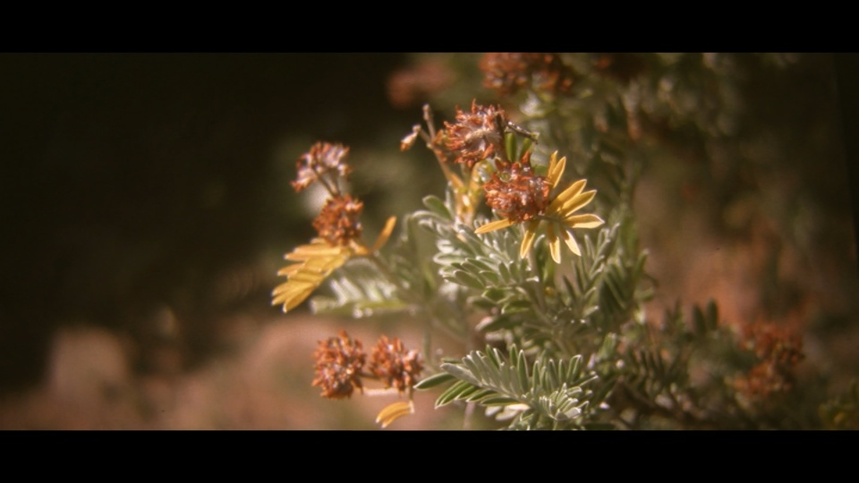 Tuskany coastal flowers (still from my movie)