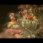 Tuskany coastal flowers (still from my movie)