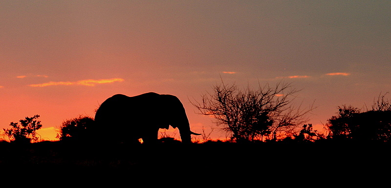 Tusker at Dusk