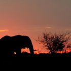 Tusker at Dusk