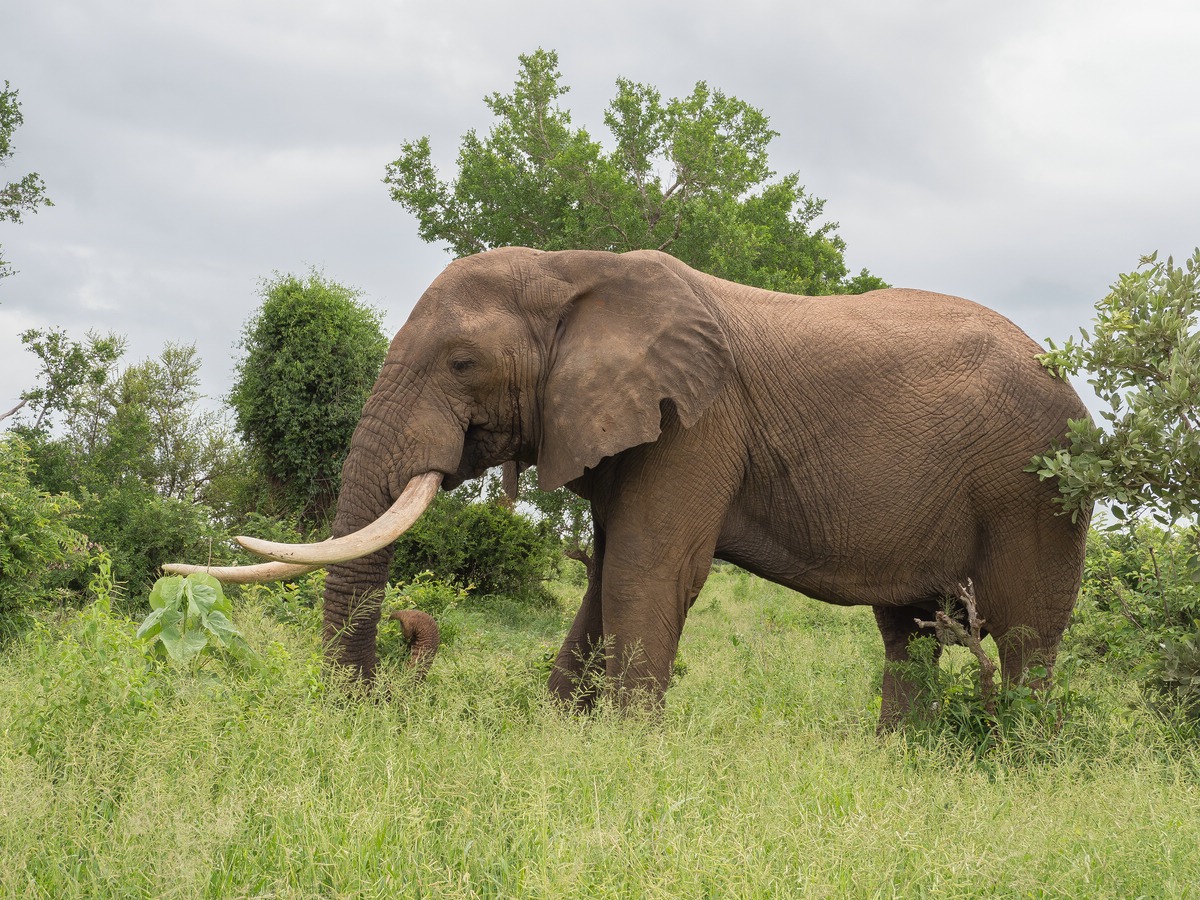 Tusker  - Ngwenya - völlig relaxt.....