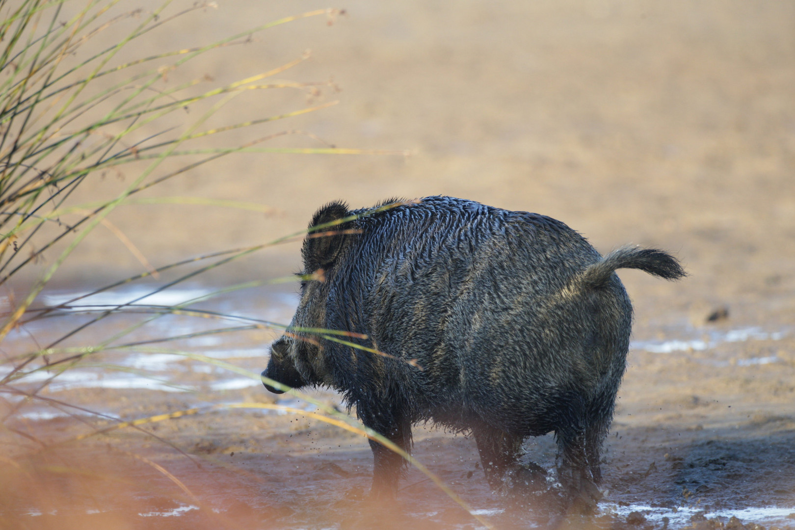 tusker on the run