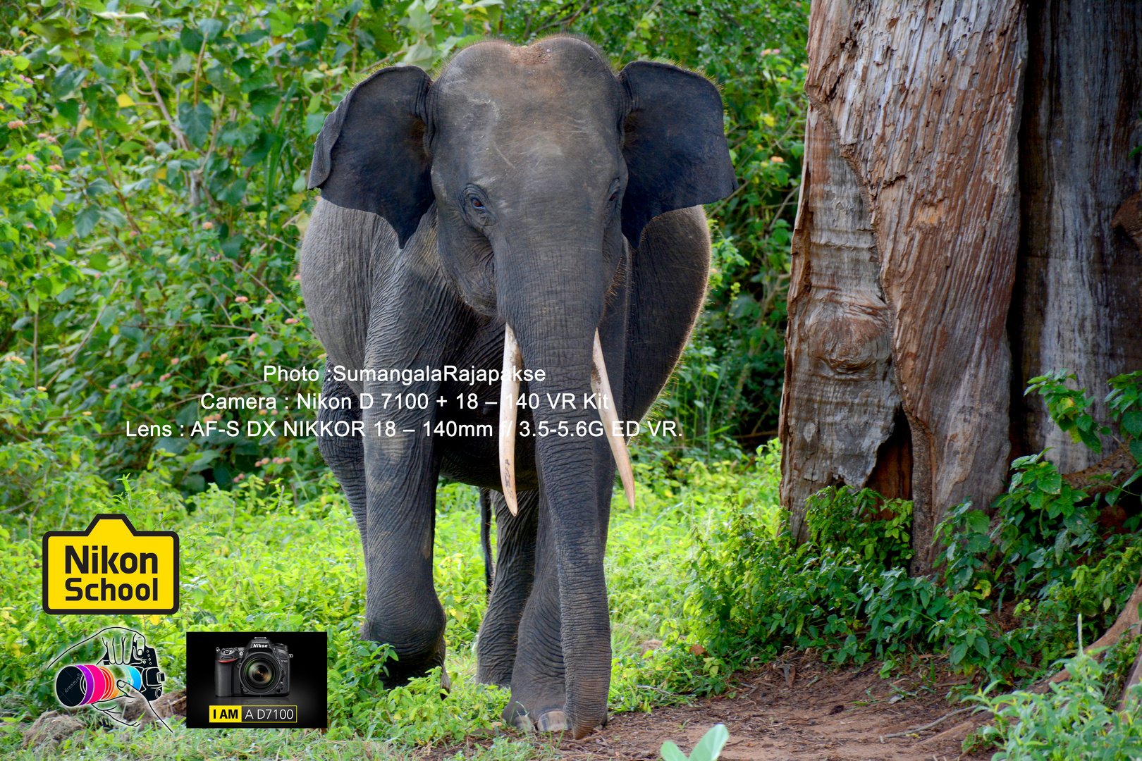 Tusker ( Sub-adult) on the way Side.