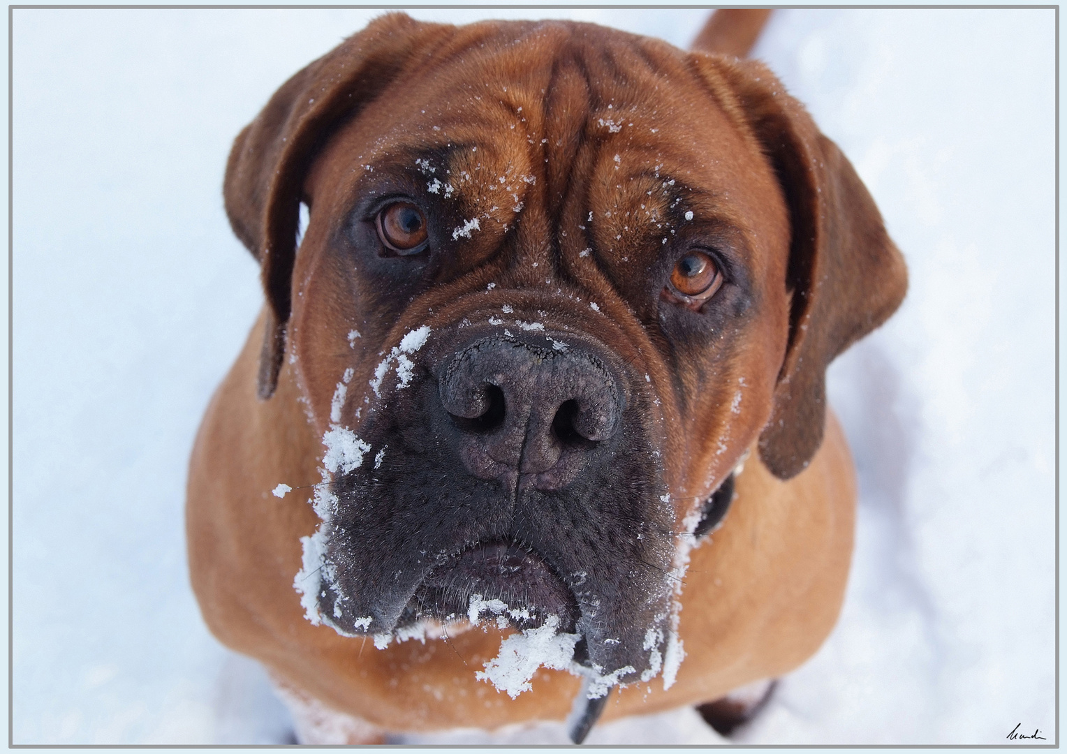 "Tussi" im Schnee