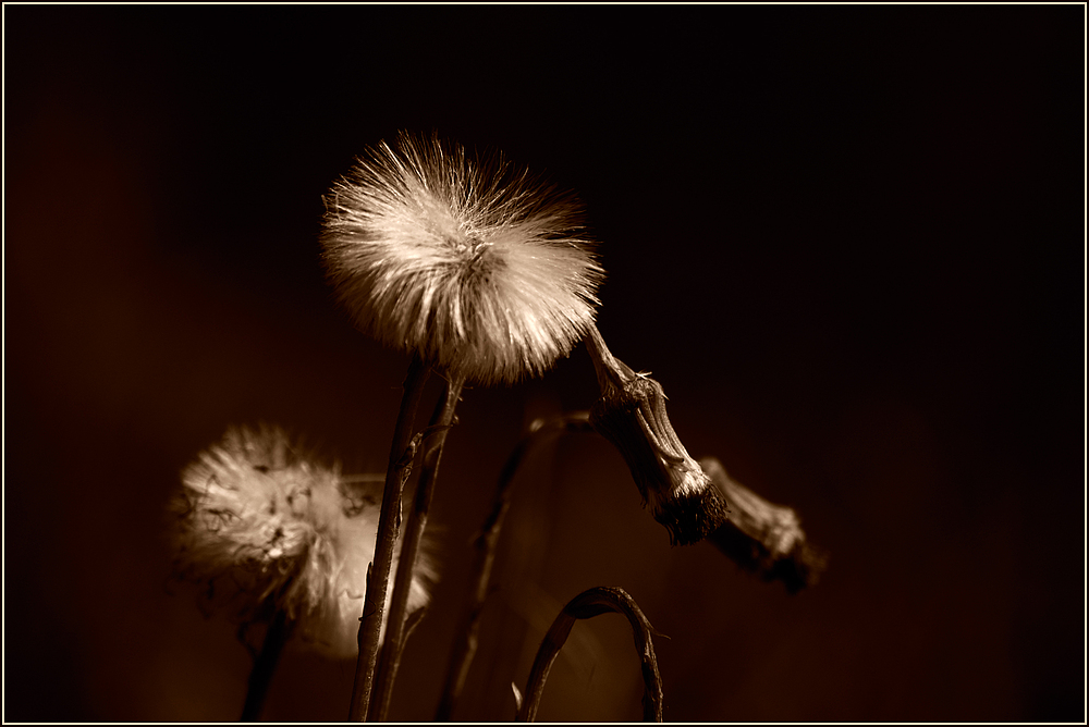 Tussilago farfara