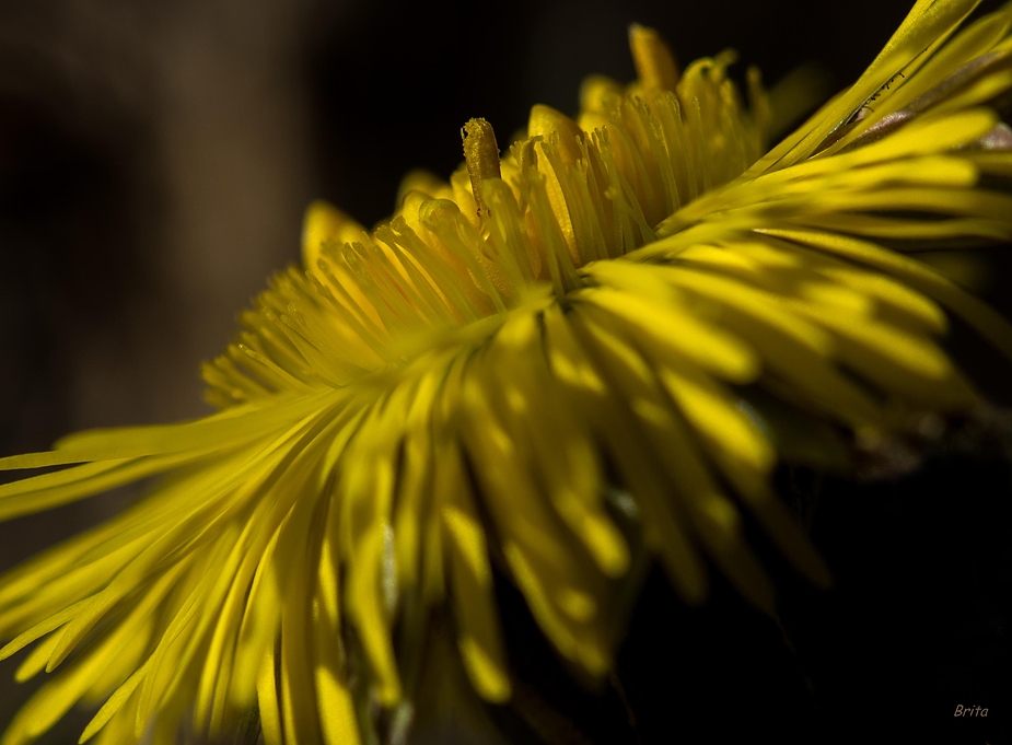 Tussilago farfara