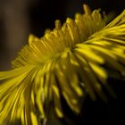 Tussilago farfara