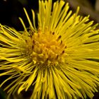 Tussilago farfara... 2