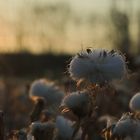 Tussilago farfara ...