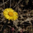 Tussilago farfara