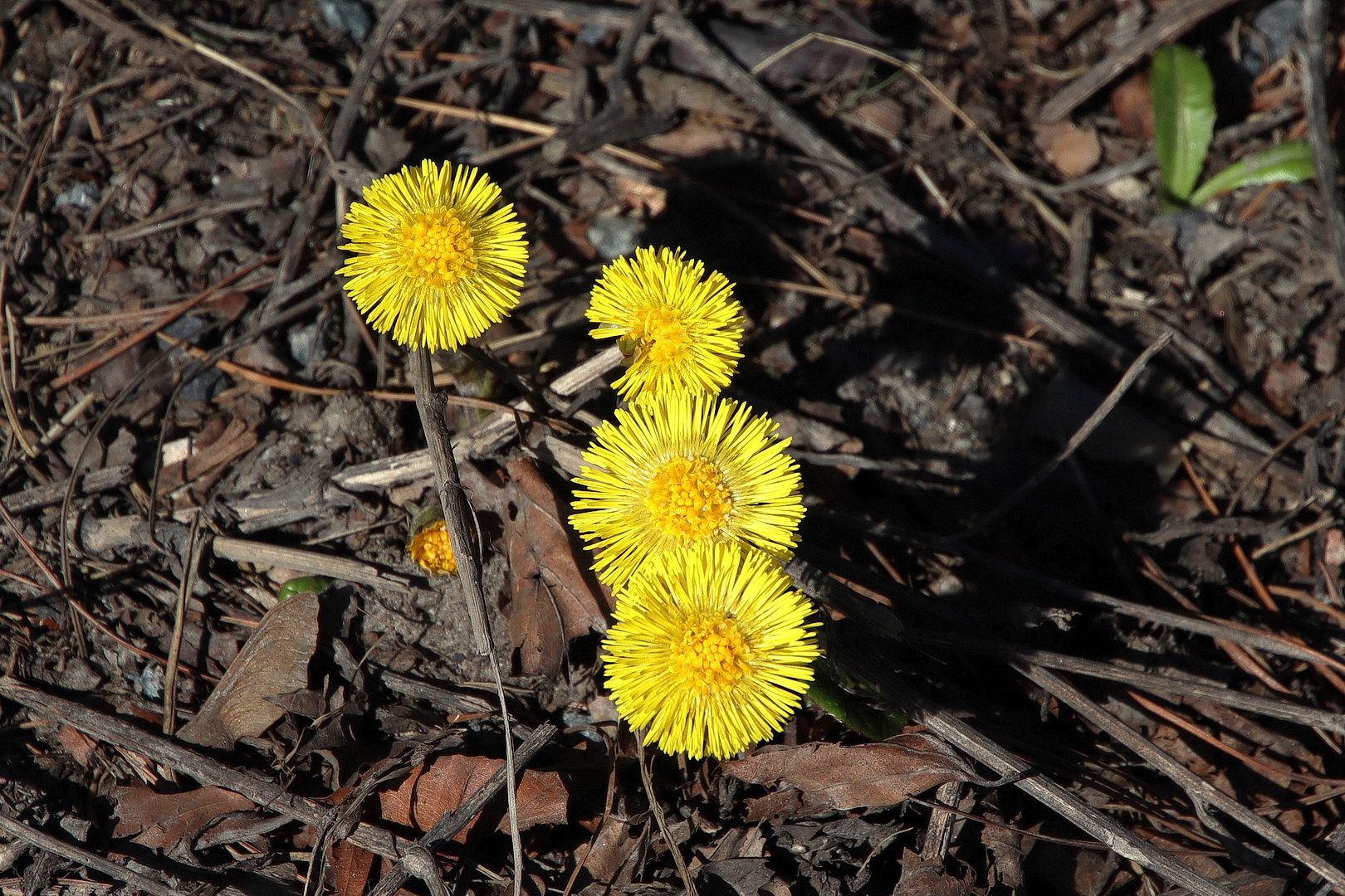 Tussilago farfara