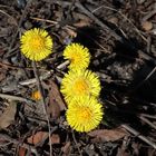 Tussilago farfara