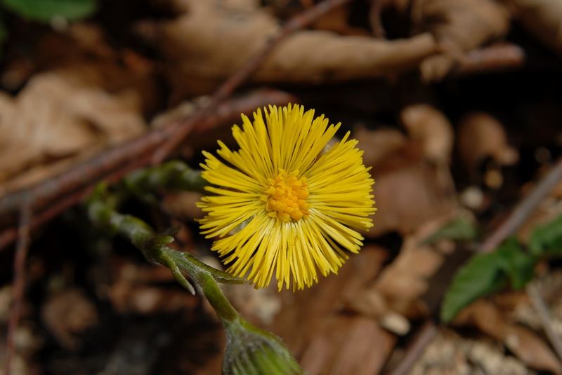 Tussilago Farfara