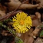 Tussilago Farfara