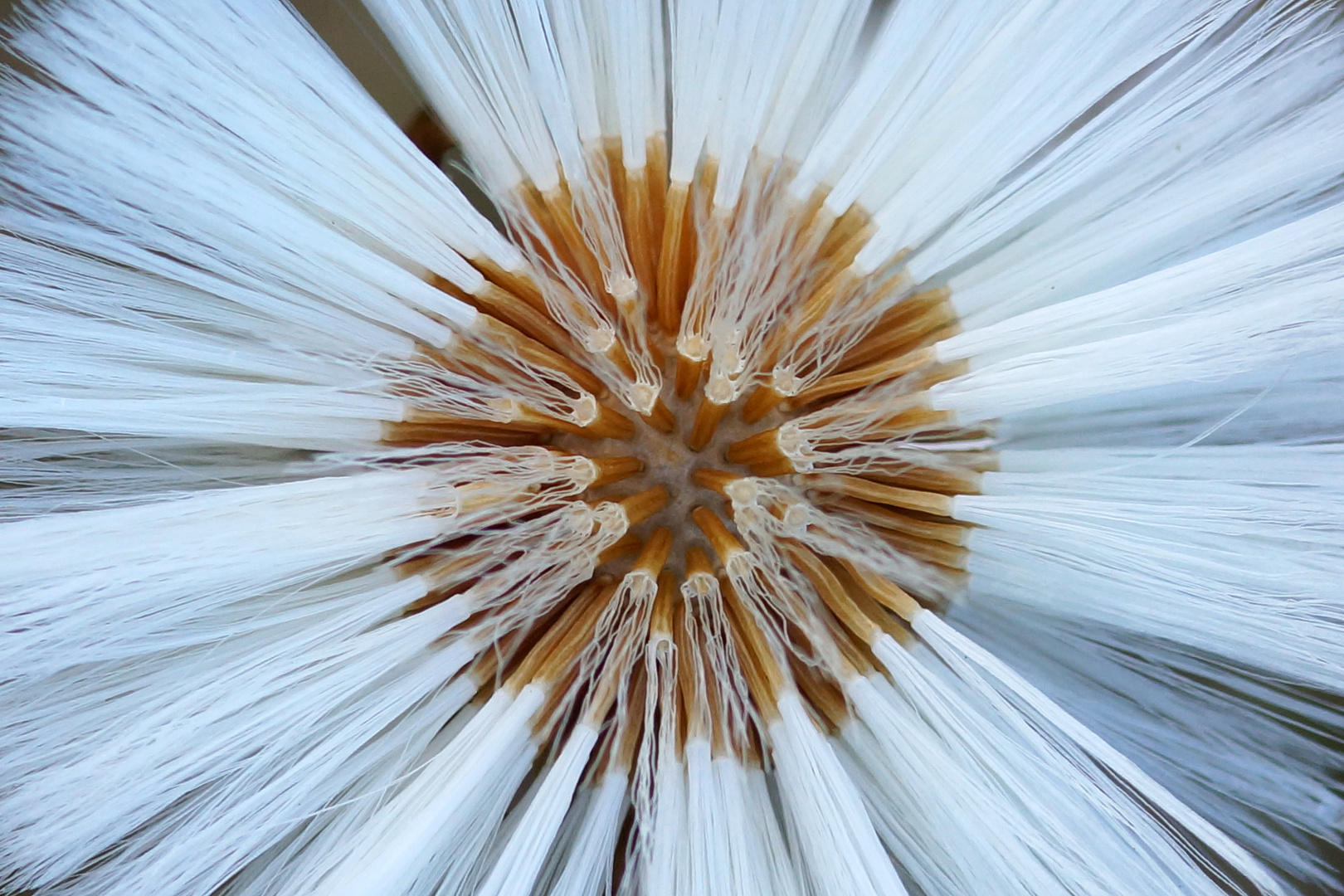 Tussilago farfara