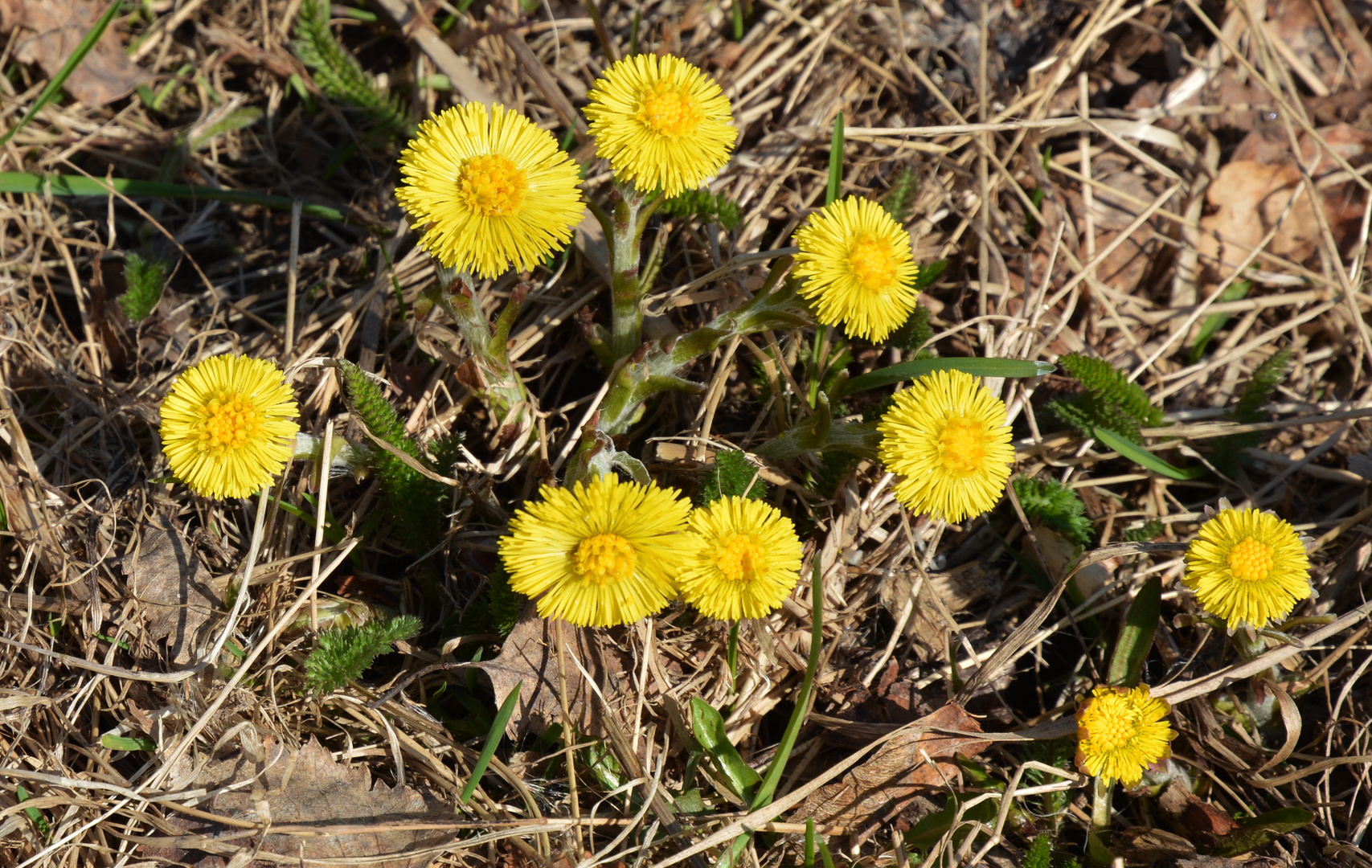 Tussilago farfara