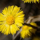 ~ Tussilago farfara ~