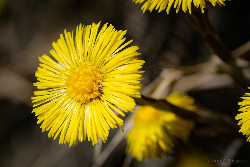 ~ Tussilago farfara ~