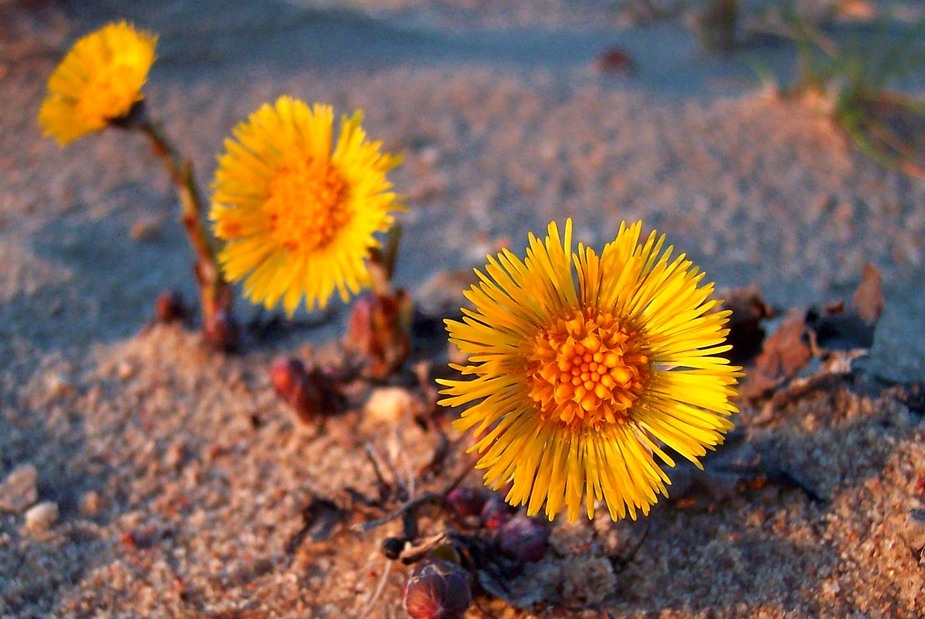 Tussilago farfara