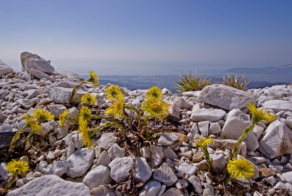 Tussilago farfara tra il marmo delle Alpi Apuane