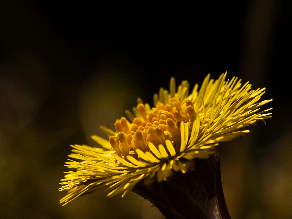 Tussilago solar panel