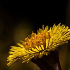 Tussilago solar panel