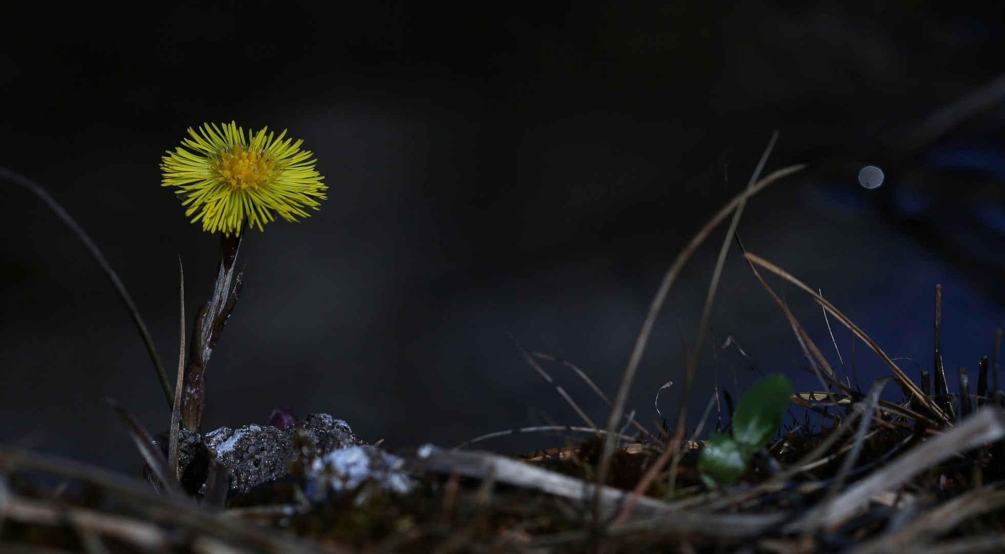 Tusslilago farfara