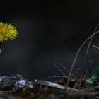 Tusslilago farfara