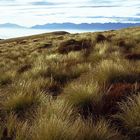 Tussock Gras auf dem Kepler Track bei Te Anau / Tussock grass on Kepler Track Te Anau