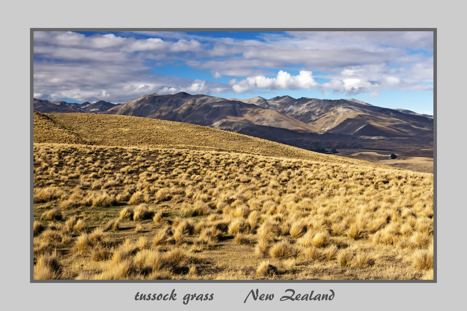 Tussock Grass