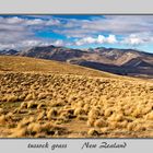 Tussock Grass