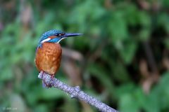 Tut mir Leid, noch ein Eisvogel...!