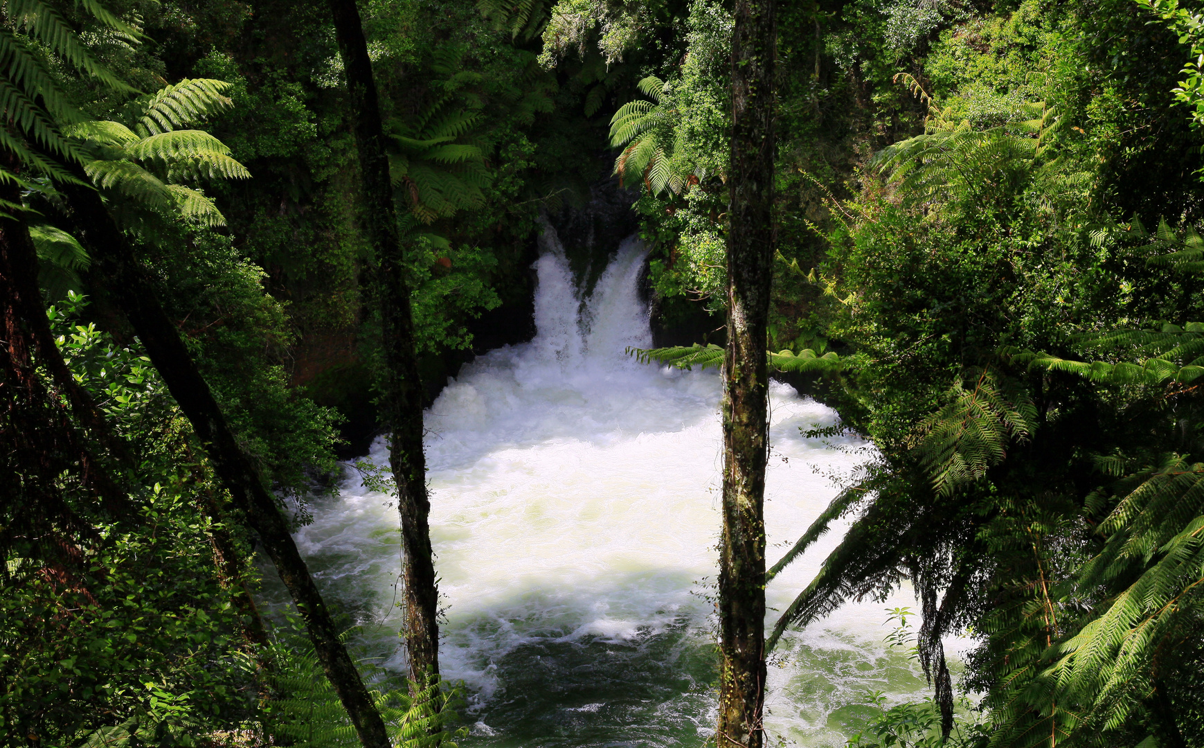 Tutea Falls am Okere Falls Track