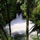 Tutea Falls am Okere Falls Track