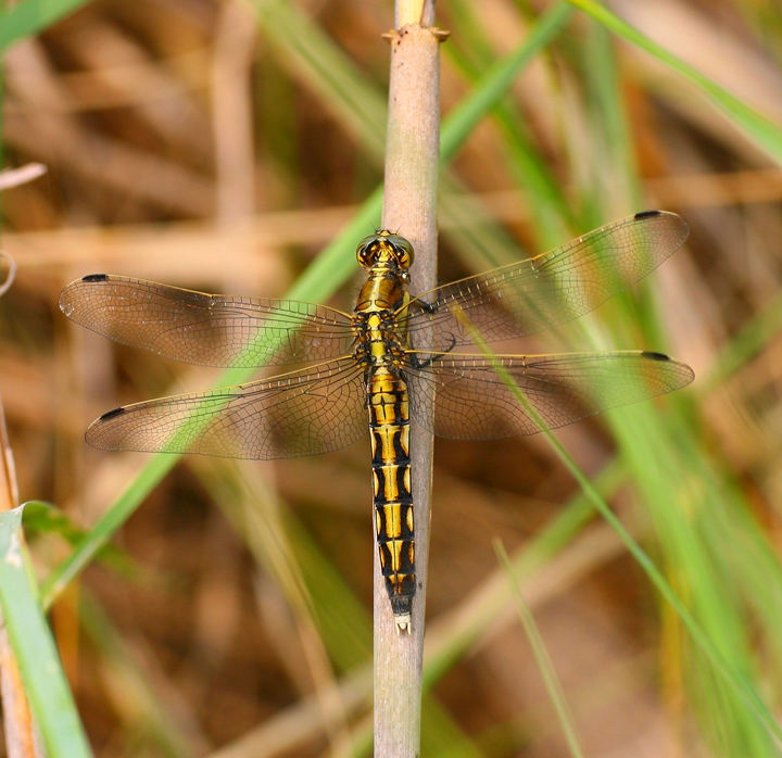 Tutta d'oro