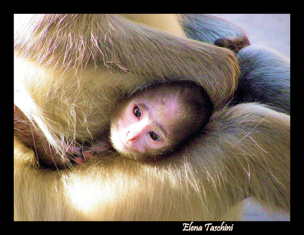 Tutte le mamme coccolano i loro piccoli.....