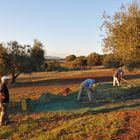 Tutti alla raccolta di olive....