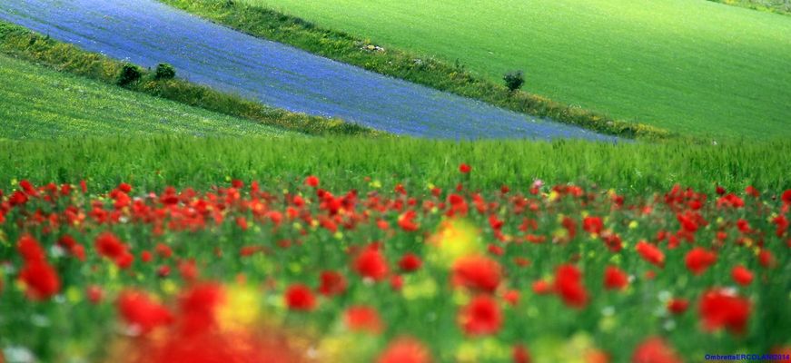 Tutti i colori dell'arcobaleno.5