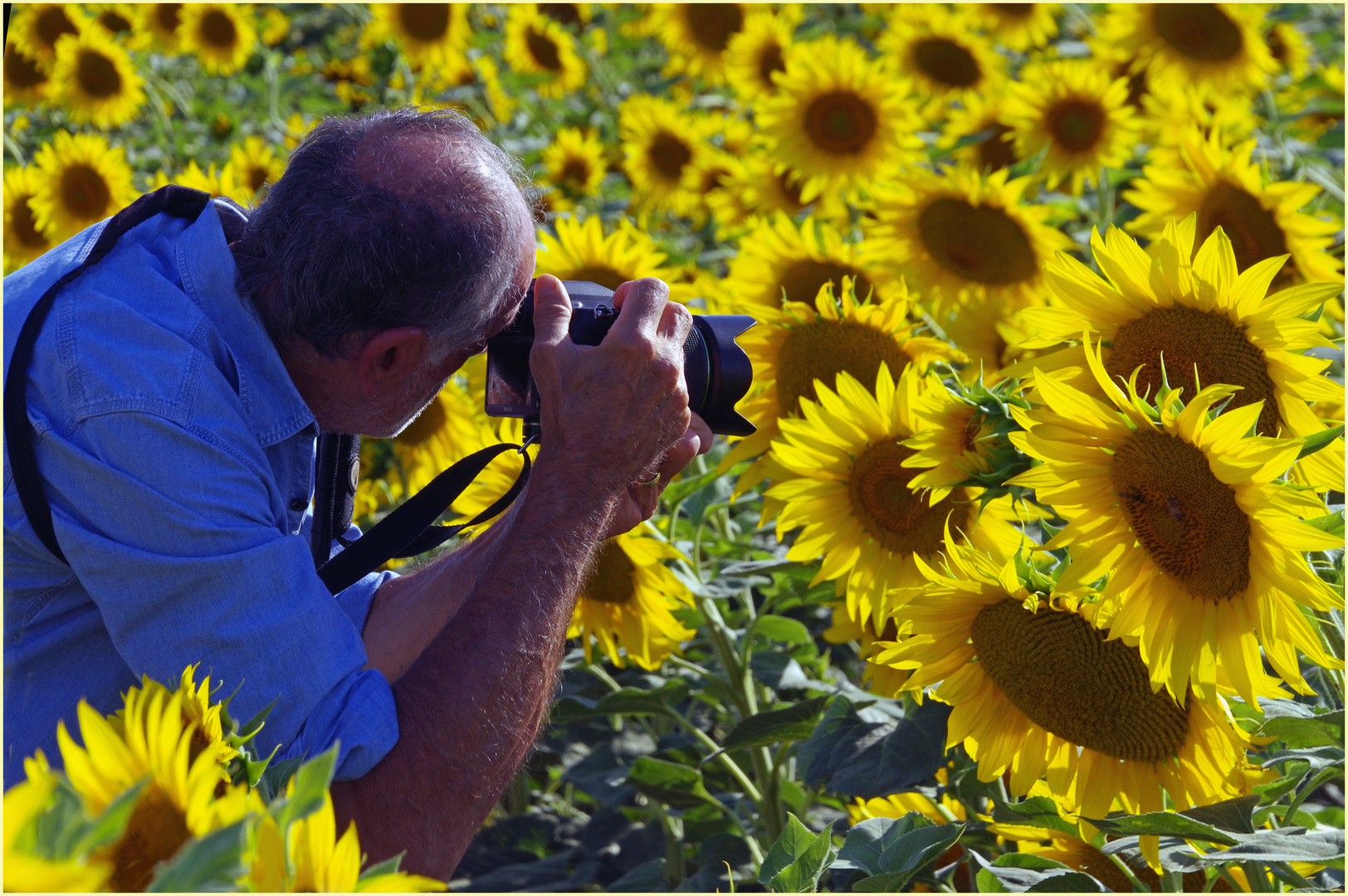 tutti i girasoli volevano una foto ......